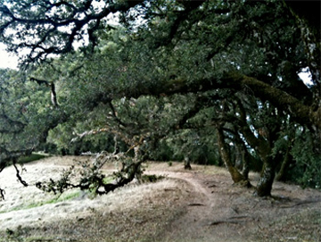 Along the Ancient Oaks Trail